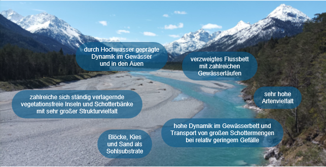 Südlich der deutsch-österreichischen Grenze gibt es noch Abschnitte des Lechs, die dem Gewässertyp 'Große Flüsse des Alpenvorlands' entsprechen (Foto: Matthias Settele)