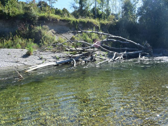 Das Foto zeigt einen naturnahen Uferabschnitt des Lechs mit offenem Steilufer, sich verlagerndem Kies im Flussbett und Totholz. Dieses Strukturreichtum bietet neuen Lebens-raum für eine Vielzahl an Tieren und Pflanzen - so könnte es an der Musterstrecke mal aussehen. Das Foto zeigt einen naturnahen Uferabschnitt des Lechs mit offenem Steilufer, sich verlagerndem Kies im Flussbett und Totholz. Dieses Strukturreichtum bietet neuen Lebens-raum für eine Vielzahl an Tieren und Pflanzen - so könnte es an der Musterstrecke mal aussehen.