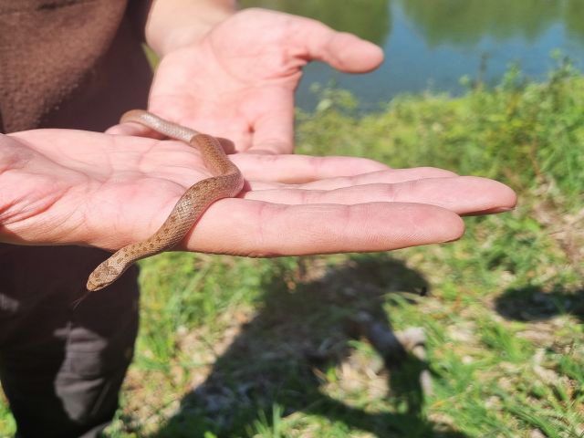 An der Musterstrecke abgefangene Schlingnatter An der Musterstrecke abgefangene Schlingnatter