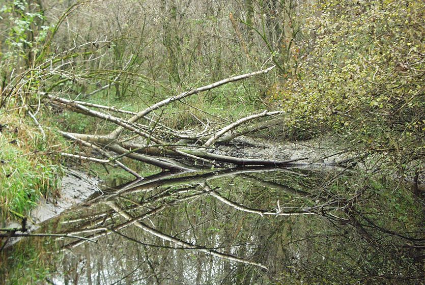Das Bild zeigt einen Auwald, der wertvoller Lebensraum für heimische Tiere und Pflanzen bietet