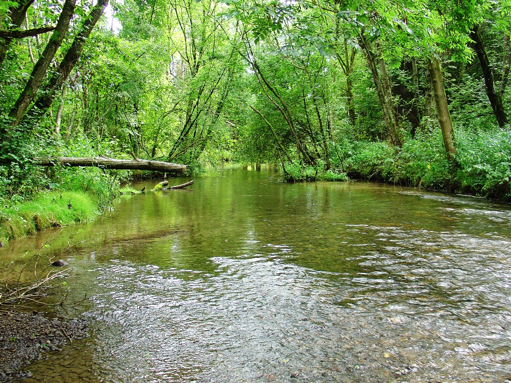 Naturnaher Abschnitt der Singold zwischen Schwabmühlhausen und Lagerringen mit ausgeprägter Gewässerdynamik Naturnaher Abschnitt der Singold zwischen Schwabmühlhausen und Lagerringen mit ausgeprägter Gewässerdynamik