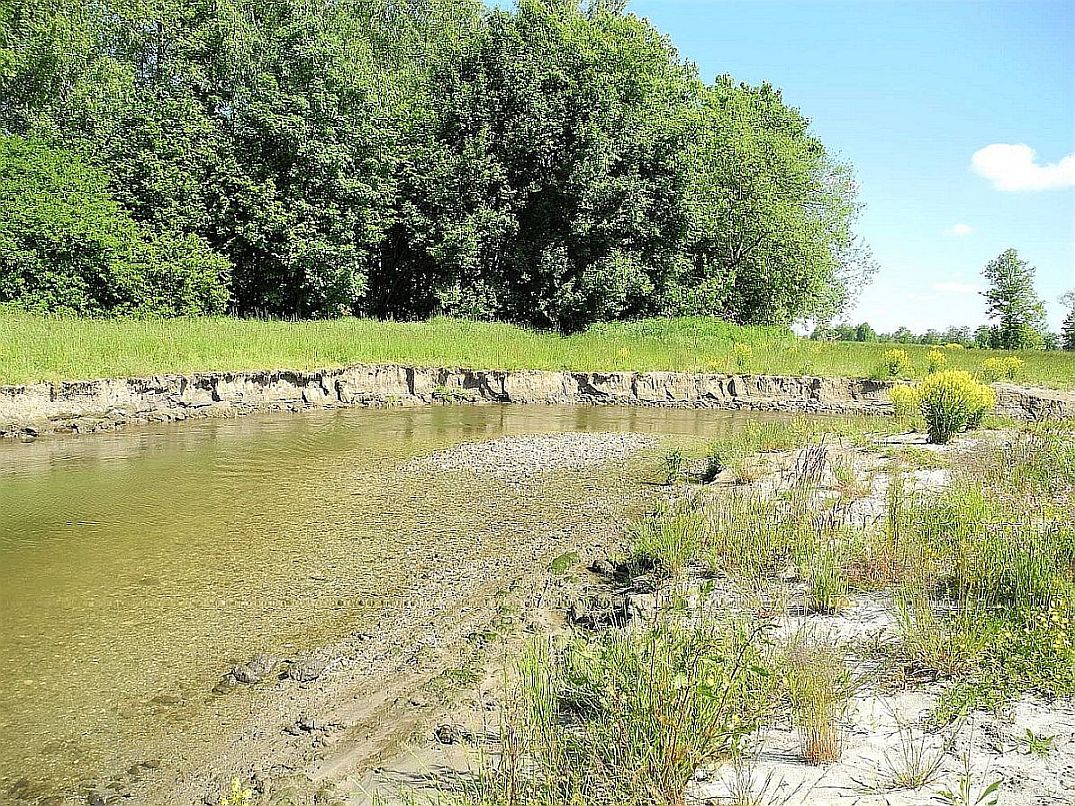 Steilufer, Kiesbänke, Kolke und Flachwasserzonen – ein Jahr nach Ausbau (Mai 2021) Steilufer, Kiesbänke, Kolke und Flachwasserzonen – ein Jahr nach Ausbau (Mai 2021)