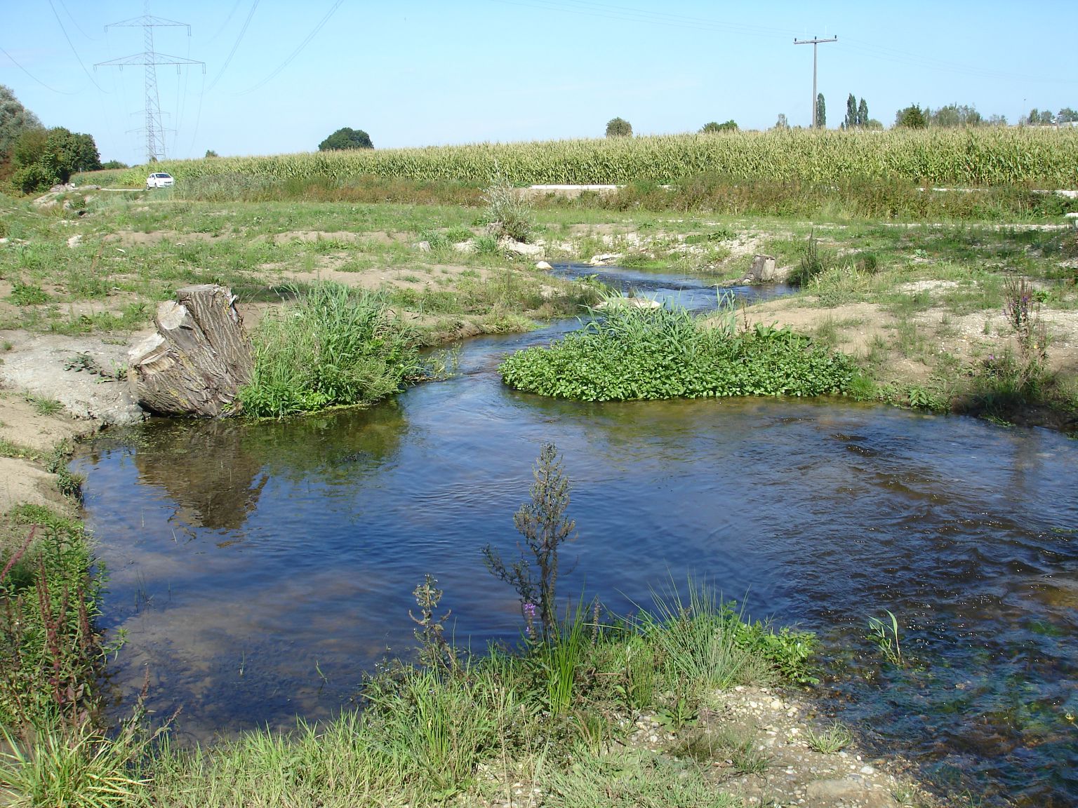 Vielfältige Strukturen im Fischbach mit Breitenvarianz, Tiefenvarianz, Strömungsvielfalt und Totholz