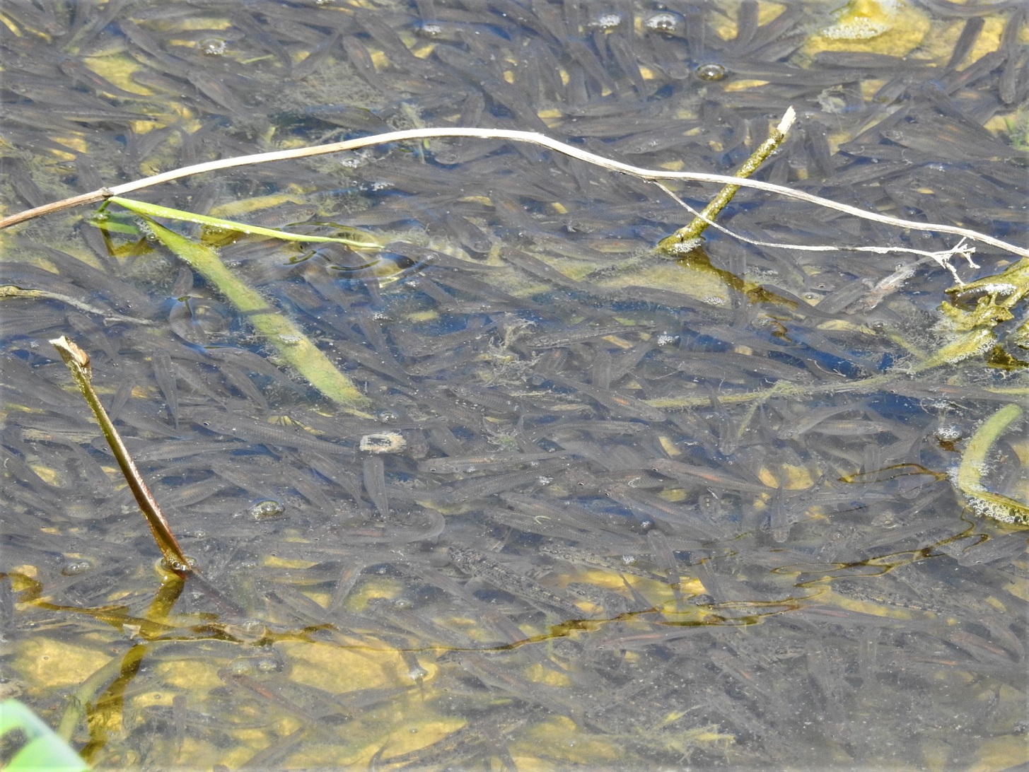 …tümmeln sich hier schon zahllose Jungfische …tümmeln sich hier schon zahllose Jungfische