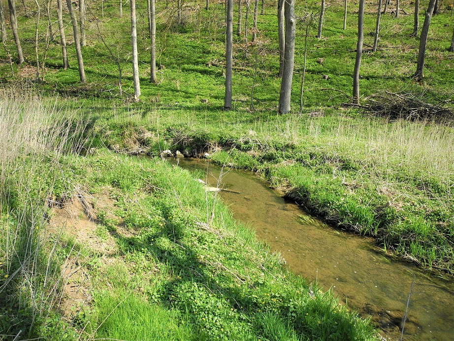 Selbstständige Sekundärauenentwicklung an der Kessel Selbstständige Sekundärauenentwicklung an der Kessel