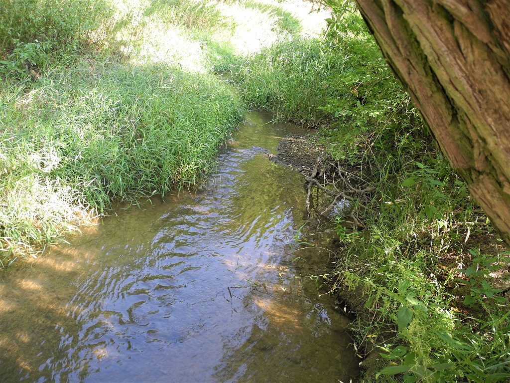 Selbstständige Sekundärauenentwicklung an der Kessel bei Untermagerbein Selbstständige Sekundärauenentwicklung an der Kessel bei Untermagerbein
